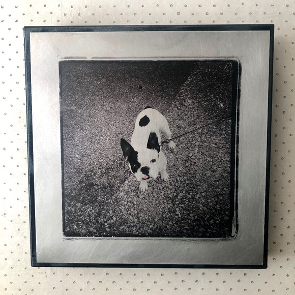 Original Photography Art Bull Dog Transfer on Brushed Aluminum